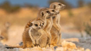 Le clan des suricates, nouvelle génération