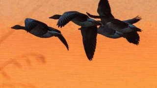 Oiseaux migrateurs : Sur les ailes du voyage